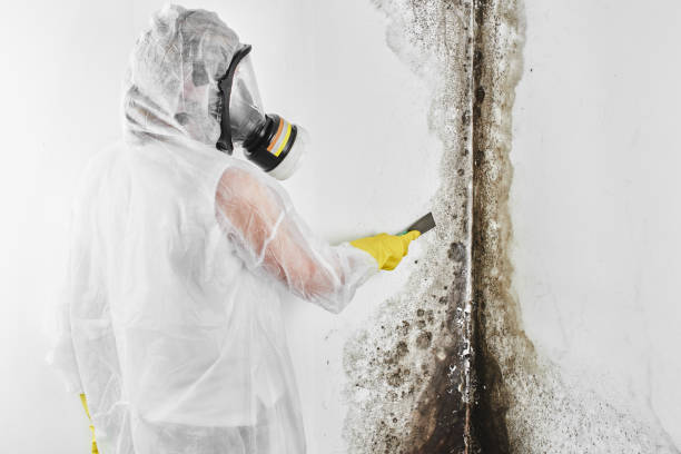 Best Bathroom Mold Remediation in Pink, OK