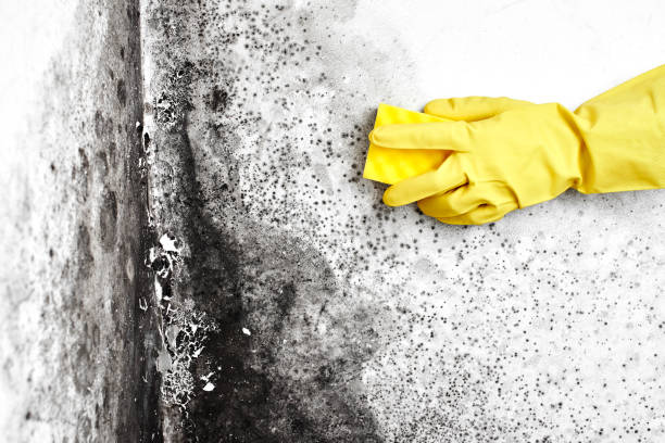Best Localized Mold Remediation (e.g., coastal areas, humid climates) in Pink, OK