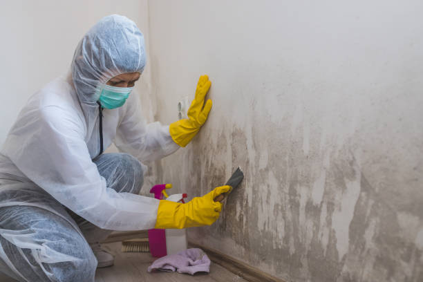Professional Mold Remediation in Pink, OK