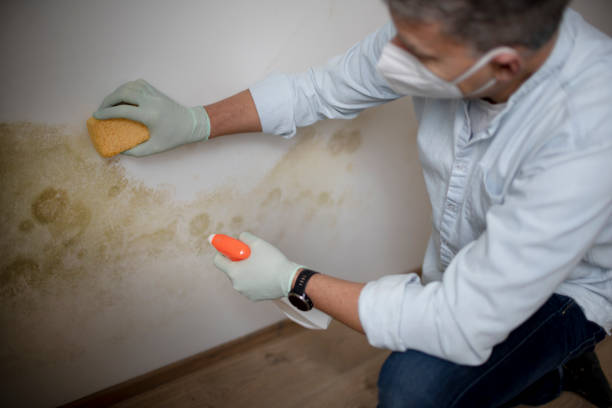 Reliable Pink, OK Mold Remediation Solutions