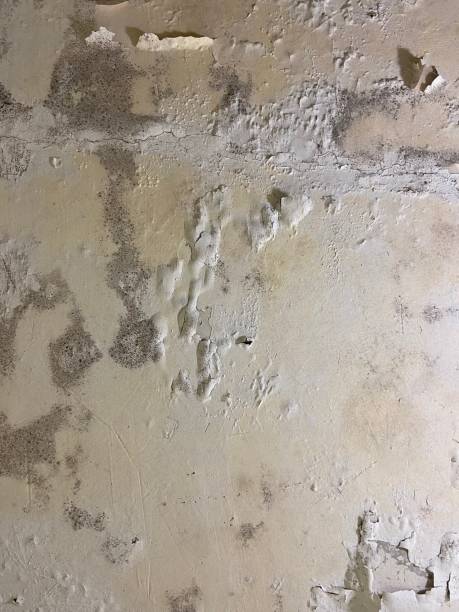 Best Post-Flood Mold Remediation in Pink, OK