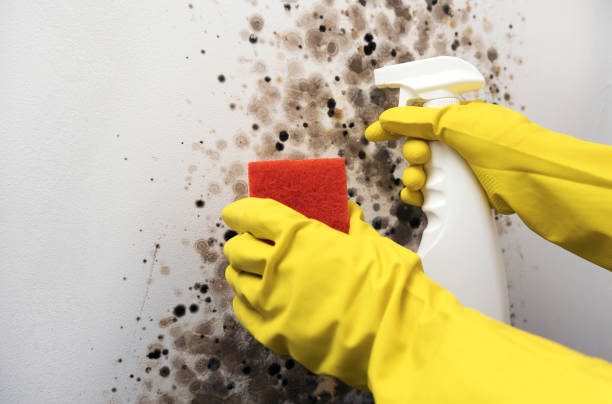 Best Mold Testing and Inspection Services in Pink, OK