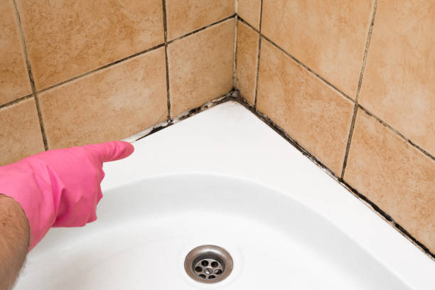 Best White Mold Remediation in Pink, OK